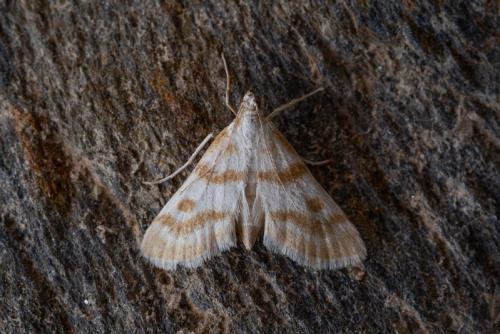 Réf. 209 748 : Metasia hymenalis